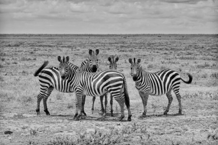 zebra-stripes-01-600x399