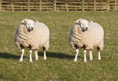 sheep-cloning-18841288